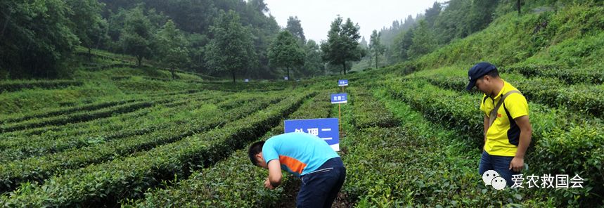 花*功香**夫红茶研究(二)