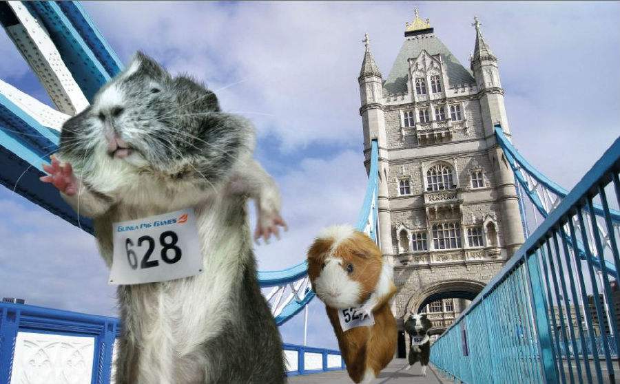 属鼠人和什么属相最合财运,属鼠人今年运气和婚姻