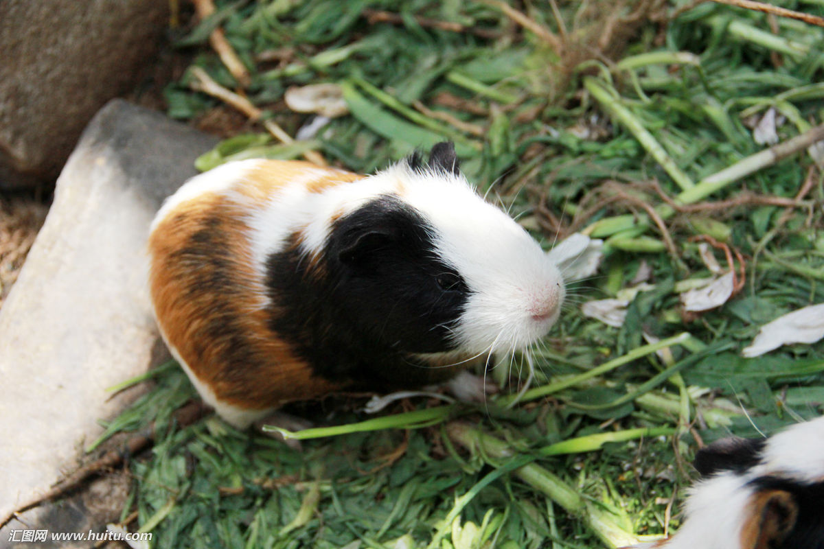 属鼠人和什么属相最合财运,属鼠人今年运气和婚姻