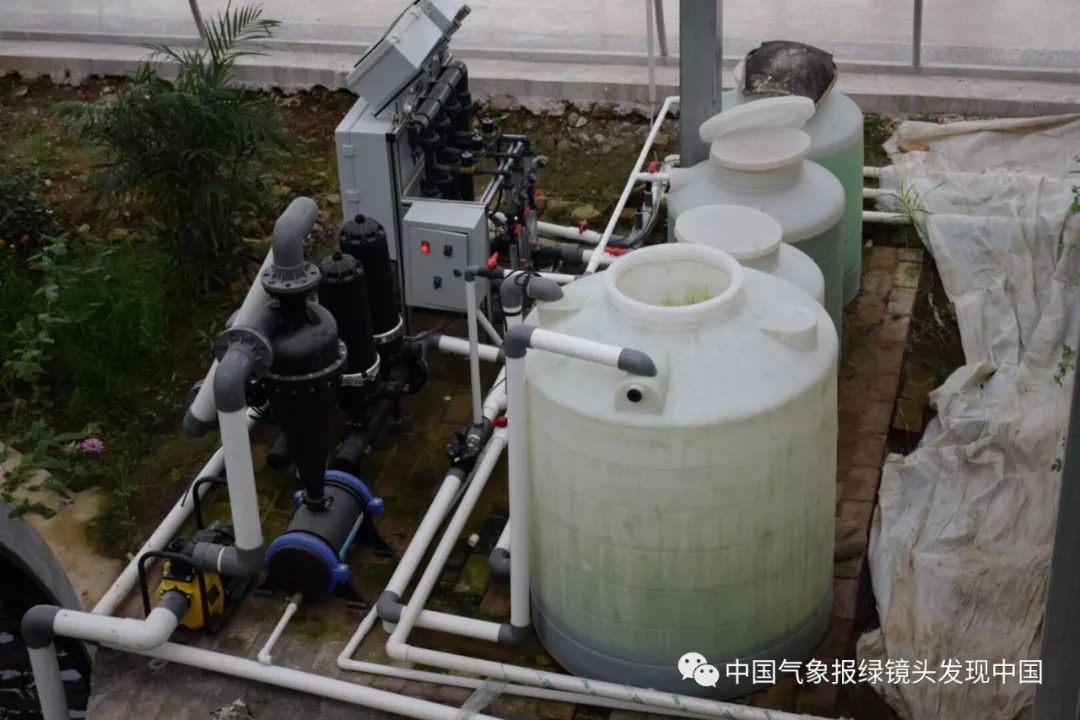 靠这些奇特“果果”也能致富?科技扶贫如有神助!