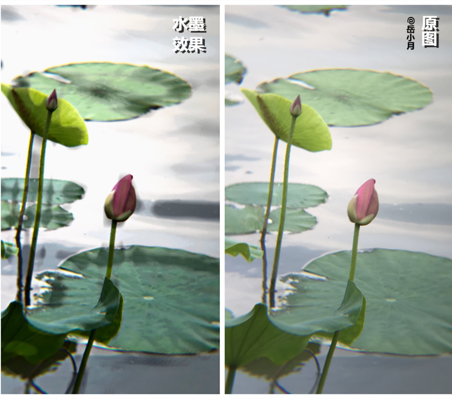 5个技巧拍出超有意境的荷花照,手机拍摄荷花最好的参数