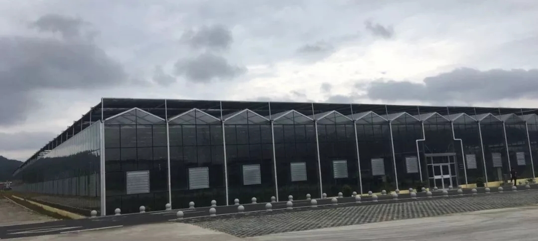 靠这些奇特“果果”也能致富?科技扶贫如有神助!