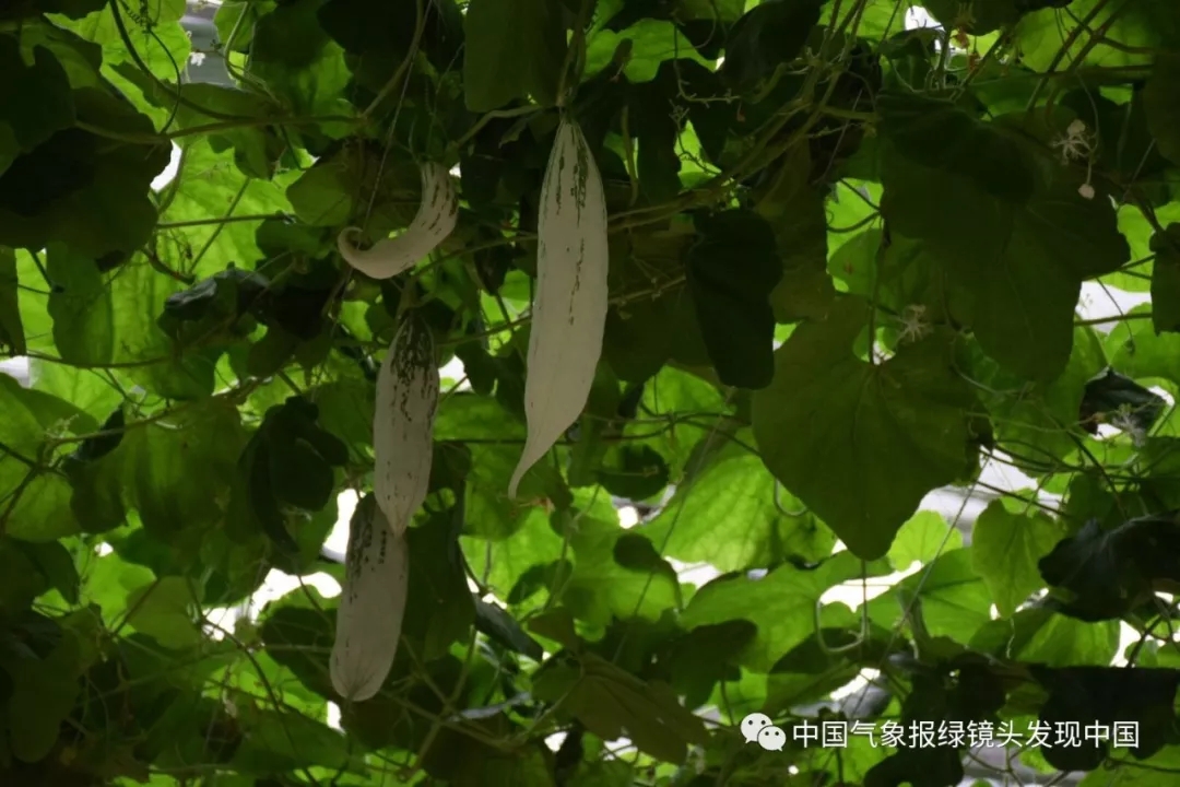 靠这些奇特“果果”也能致富?科技扶贫如有神助!