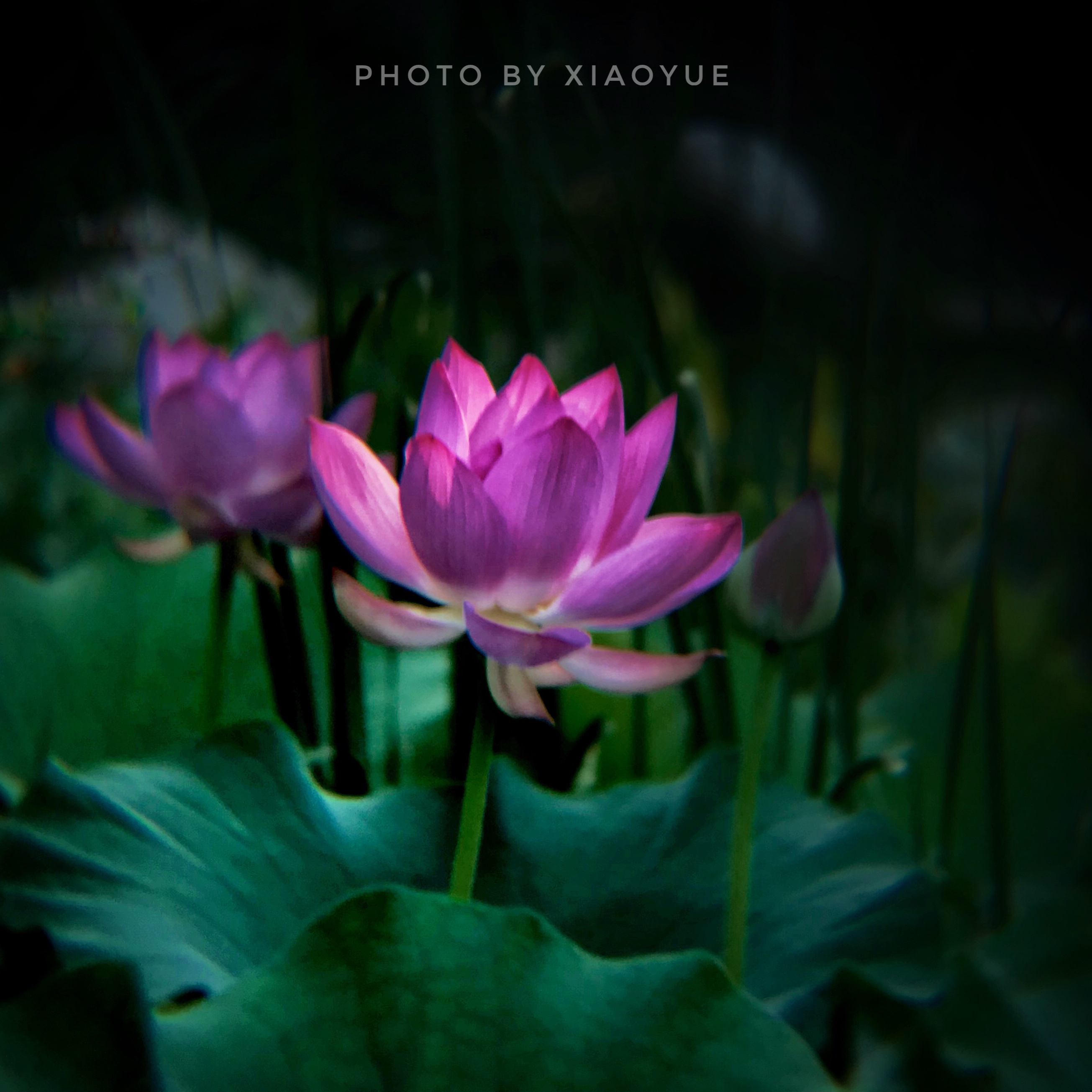 5个技巧拍出超有意境的荷花照,手机拍摄荷花最好的参数