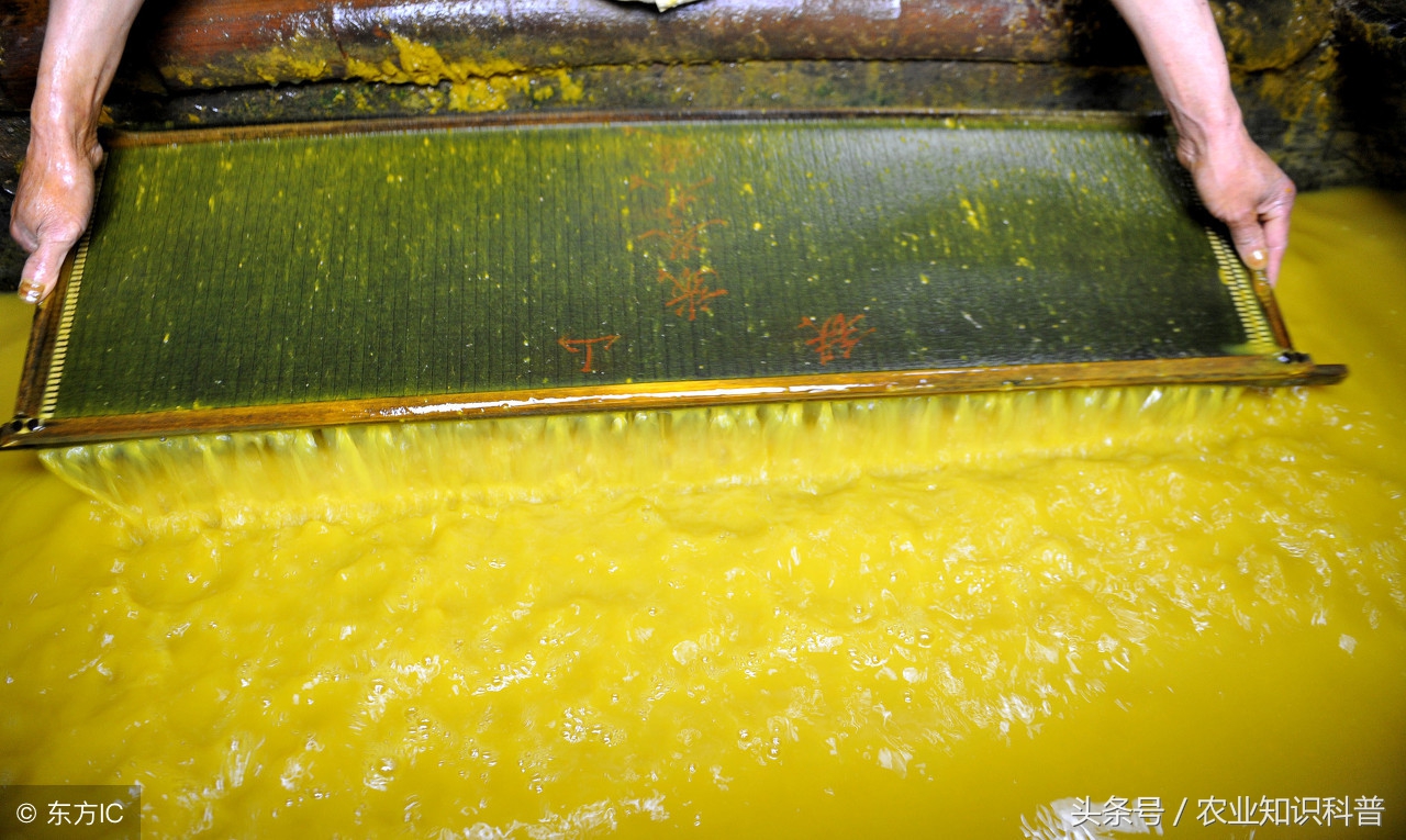 手艺农村·黄黄的浆水，流淌的黄金