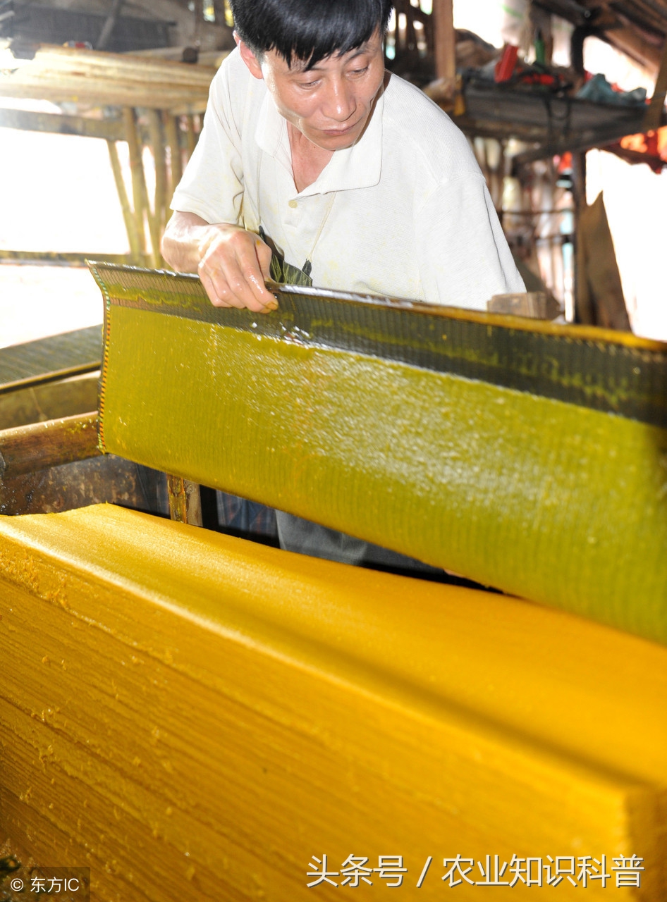 手艺农村·黄黄的浆水，流淌的黄金