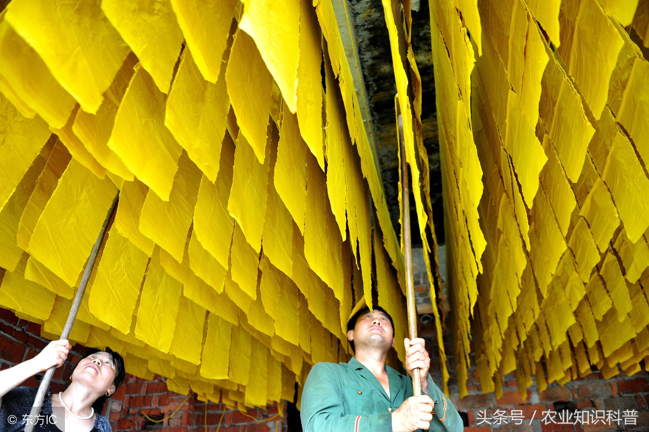 手艺农村·黄黄的浆水，流淌的黄金