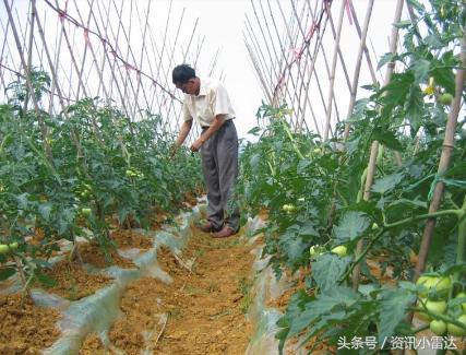 蔬菜哥最近视频,蔬菜哥生意