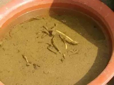 碗莲娇小清香的养殖方法,家里碗里简单种碗莲