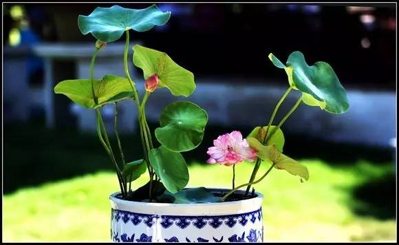 碗莲娇小清香的养殖方法,家里碗里简单种碗莲