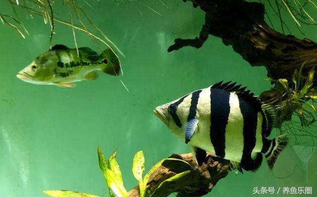 想养几条好养的鱼,想养个好养的动物