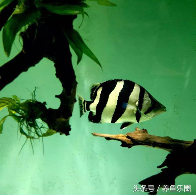 想养几条好养的鱼,想养个好养的动物