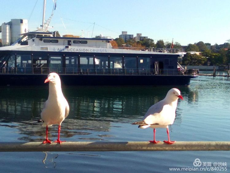 吃货在澳洲｜一边吃药，一边大吃海鲜，自嘲：宁愿疼死，不愿馋死