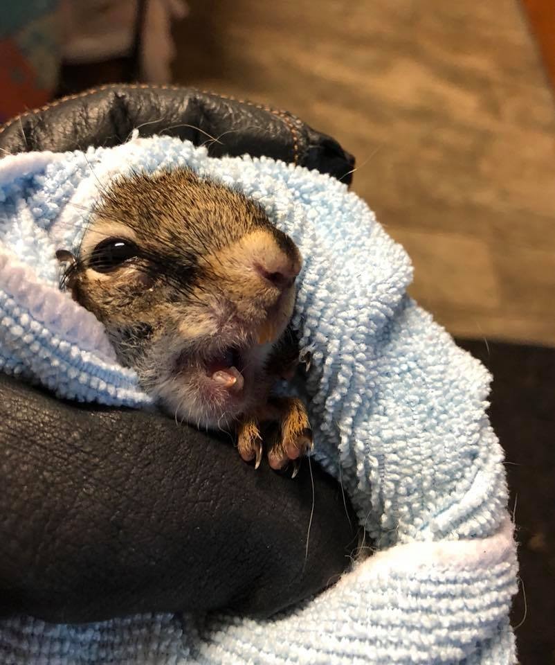 松鼠饿死了怎么救活,松鼠长牙齿