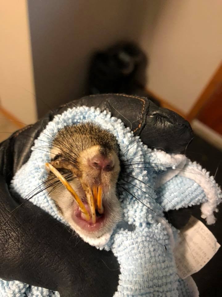 松鼠饿死了怎么救活,松鼠长牙齿