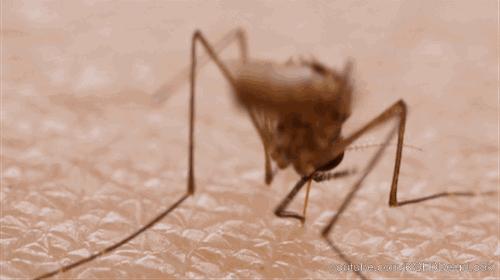 蚊虫叮咬夏天怎么消灭,夏天被蚊虫叮咬时用什么迅速止痒