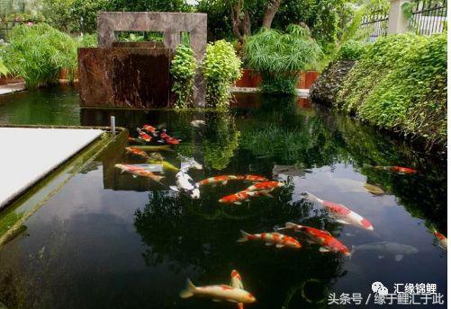 锦鲤应激了该怎么救,锦鲤濒死怎么抢救