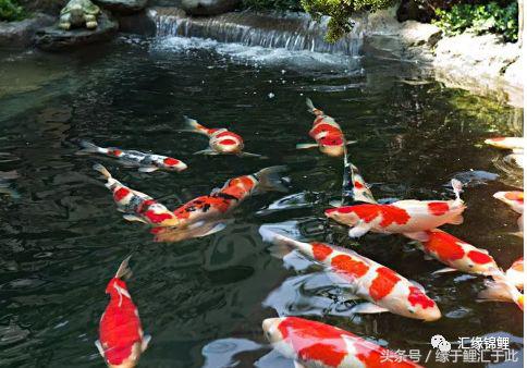 锦鲤应激了该怎么救,锦鲤濒死怎么抢救