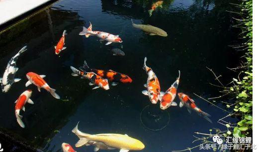 锦鲤应激了该怎么救,锦鲤濒死怎么抢救