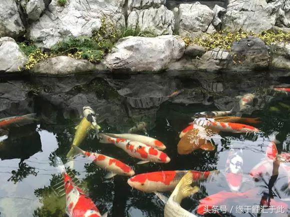 锦鲤应激了该怎么救,锦鲤濒死怎么抢救