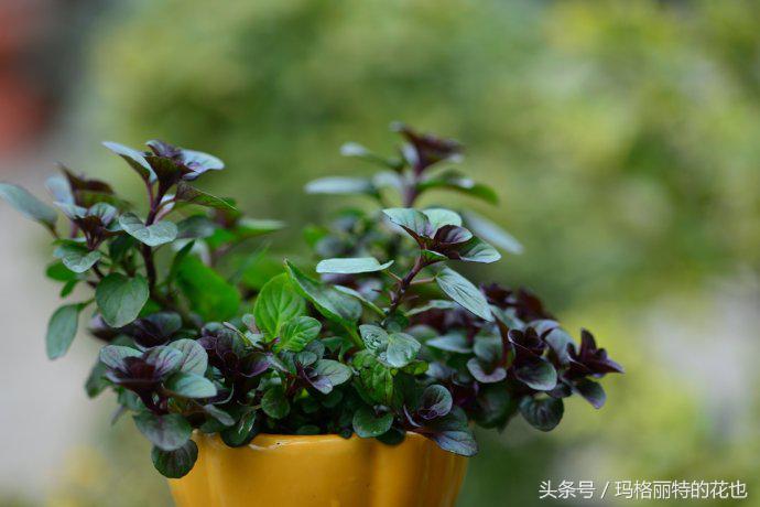 花园蚊虫多怎么解决,花园蚊子多怎么处理