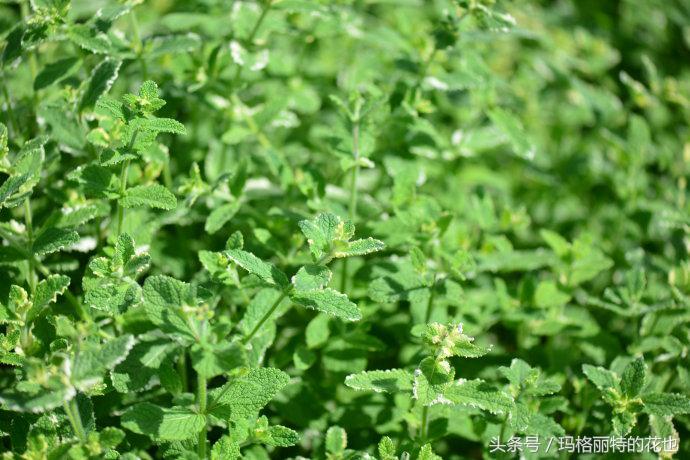 花园蚊虫多怎么解决,花园蚊子多怎么处理