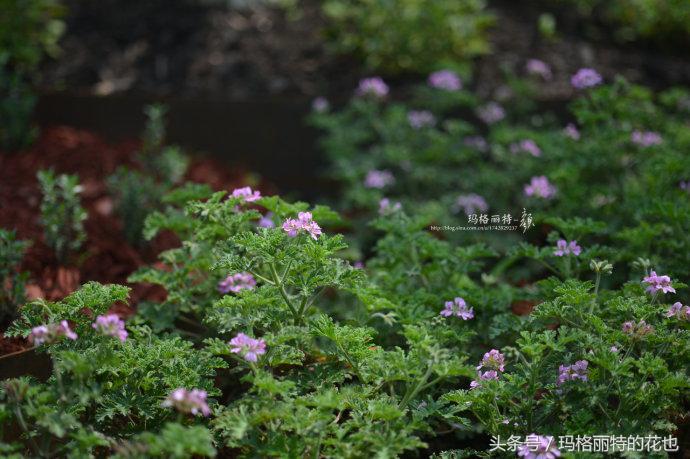 花园蚊虫多怎么解决,花园蚊子多怎么处理