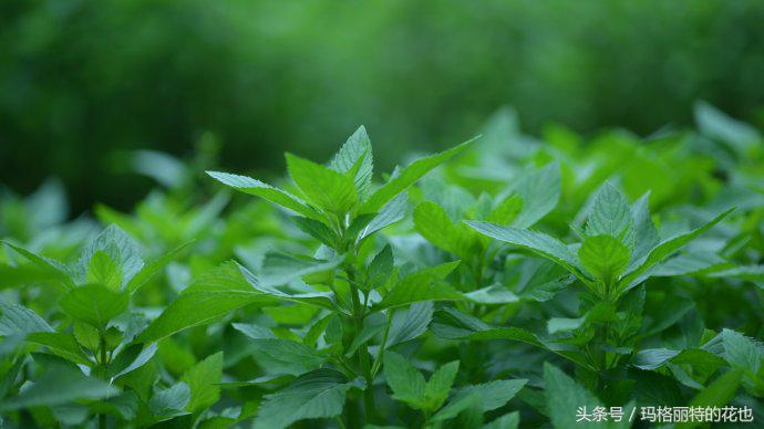 花园蚊虫多怎么解决,花园蚊子多怎么处理