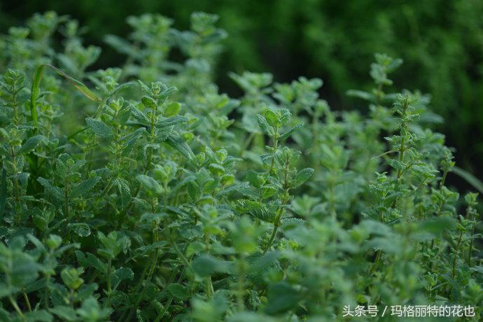花园蚊虫多怎么解决,花园蚊子多怎么处理