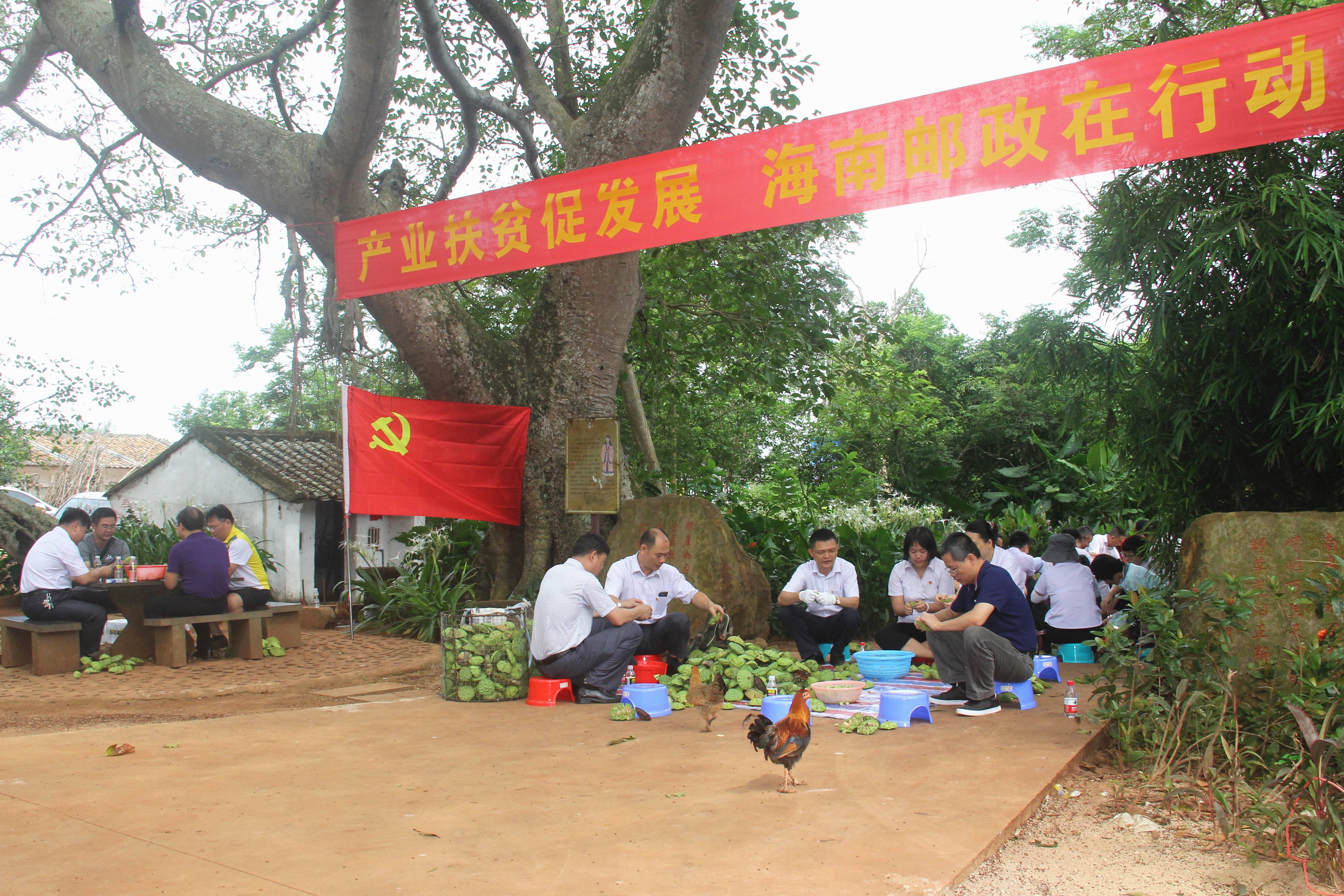 我荷你心莲心——海南省邮政分公司精准帮扶美香村脱贫侧记