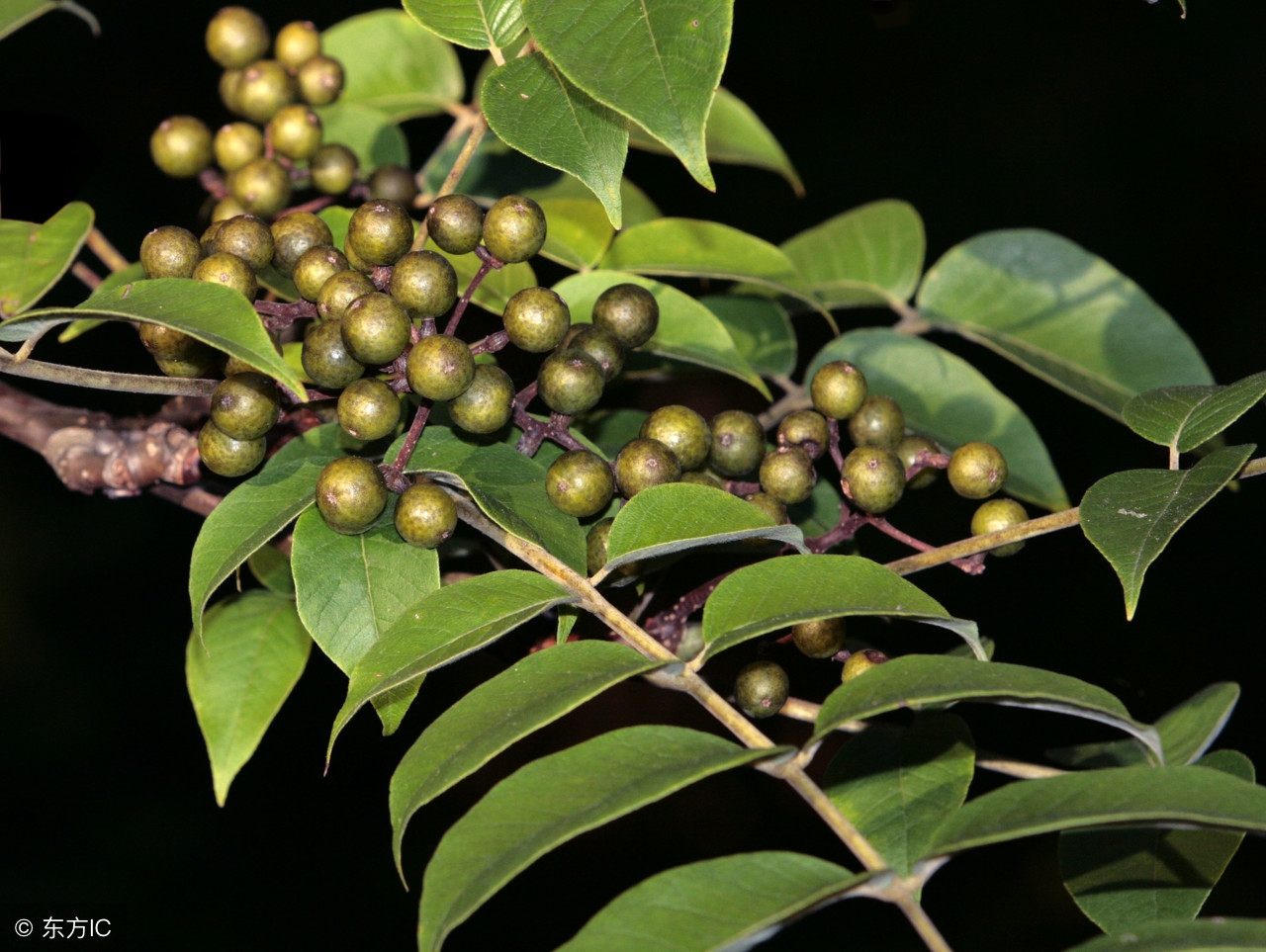 实用中医单味药方,经方常用中药