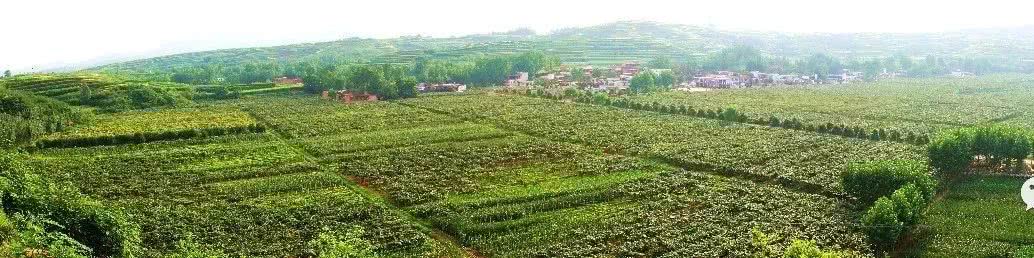 西峡网红打卡地吃饭 (南阳网红打卡地西峡)