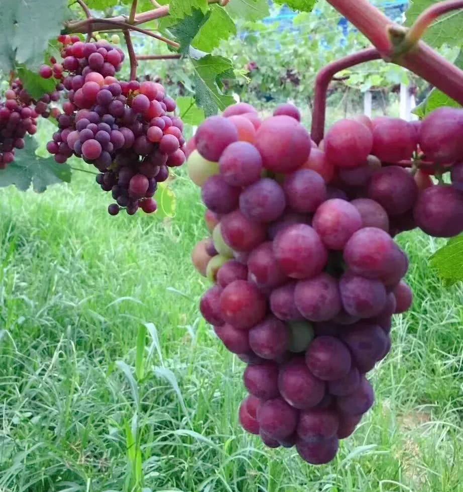 西峡网红打卡地吃饭 (南阳网红打卡地西峡)