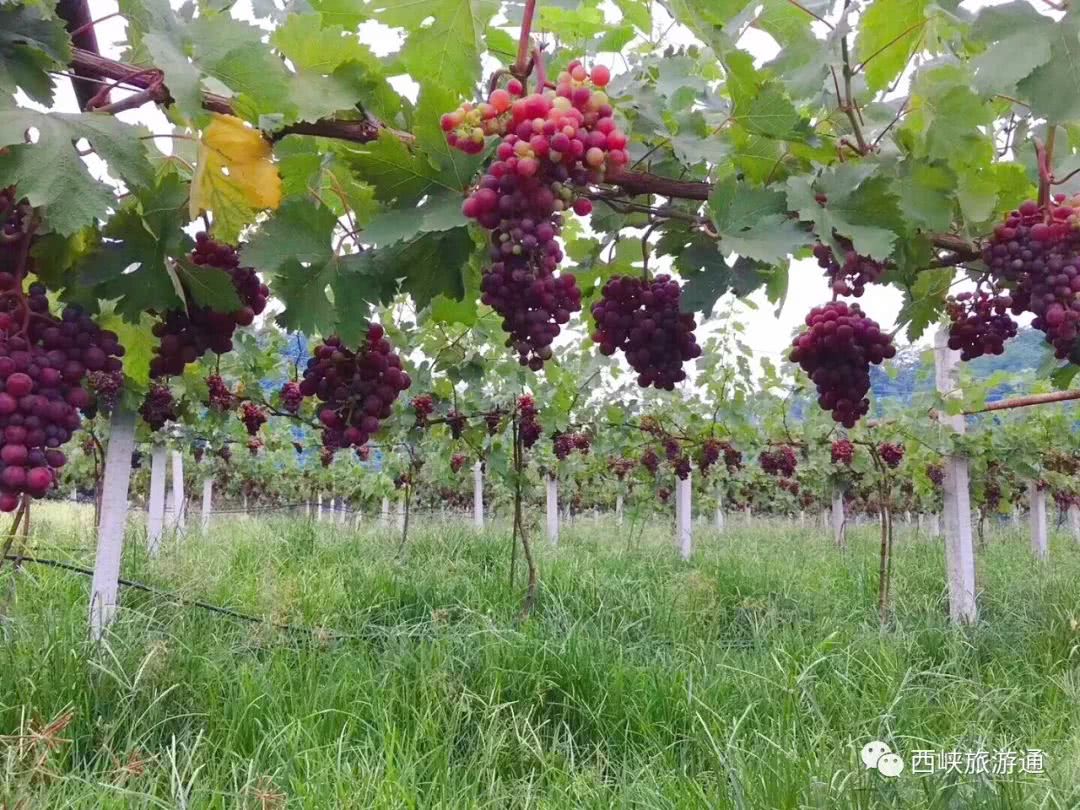 西峡网红打卡地吃饭 (南阳网红打卡地西峡)