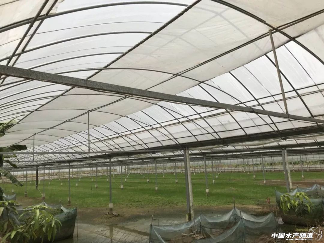 淡水塘养殖小龙虾,正规大棚养殖小龙虾