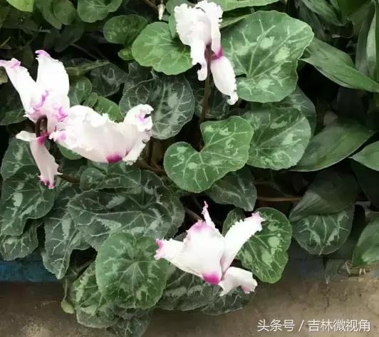 比绿萝吸甲醛更好的植物,最吸甲醛的绿植绿萝