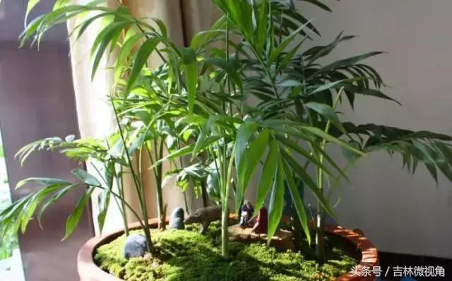 比绿萝吸甲醛更好的植物,最吸甲醛的绿植绿萝