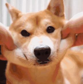 为什么被蚊子叮了会出一个包,蚊子叮的包会不会有寄生虫