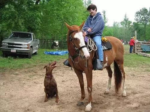 世上最好的语言java,php世界上最好的语言