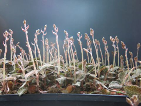 正宗金线莲怎么种植,怎样种植金线莲药材