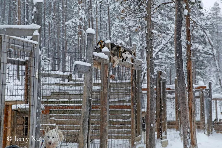 俄罗斯战斗民族冬天的日常,俄罗斯战斗民族视频日常