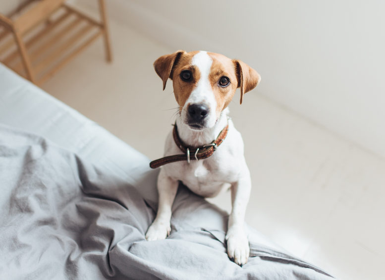 狗狗不停打喷嚏似乎喉咙卡了东西,狗狗不停打喷嚏是什么原因