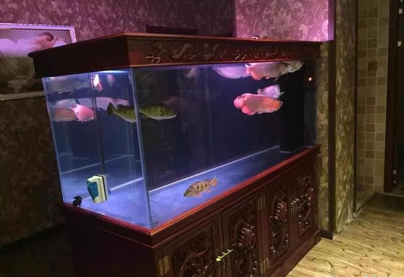 凤鱼能和龙鱼混养吗,龙鱼和乌龟混养风水