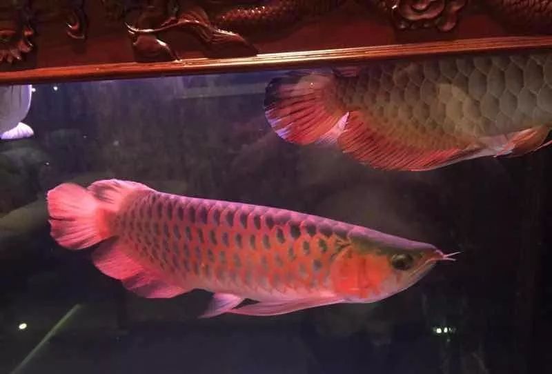 凤鱼能和龙鱼混养吗,龙鱼和乌龟混养风水