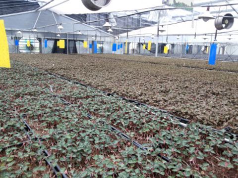 正宗金线莲怎么种植,怎样种植金线莲药材