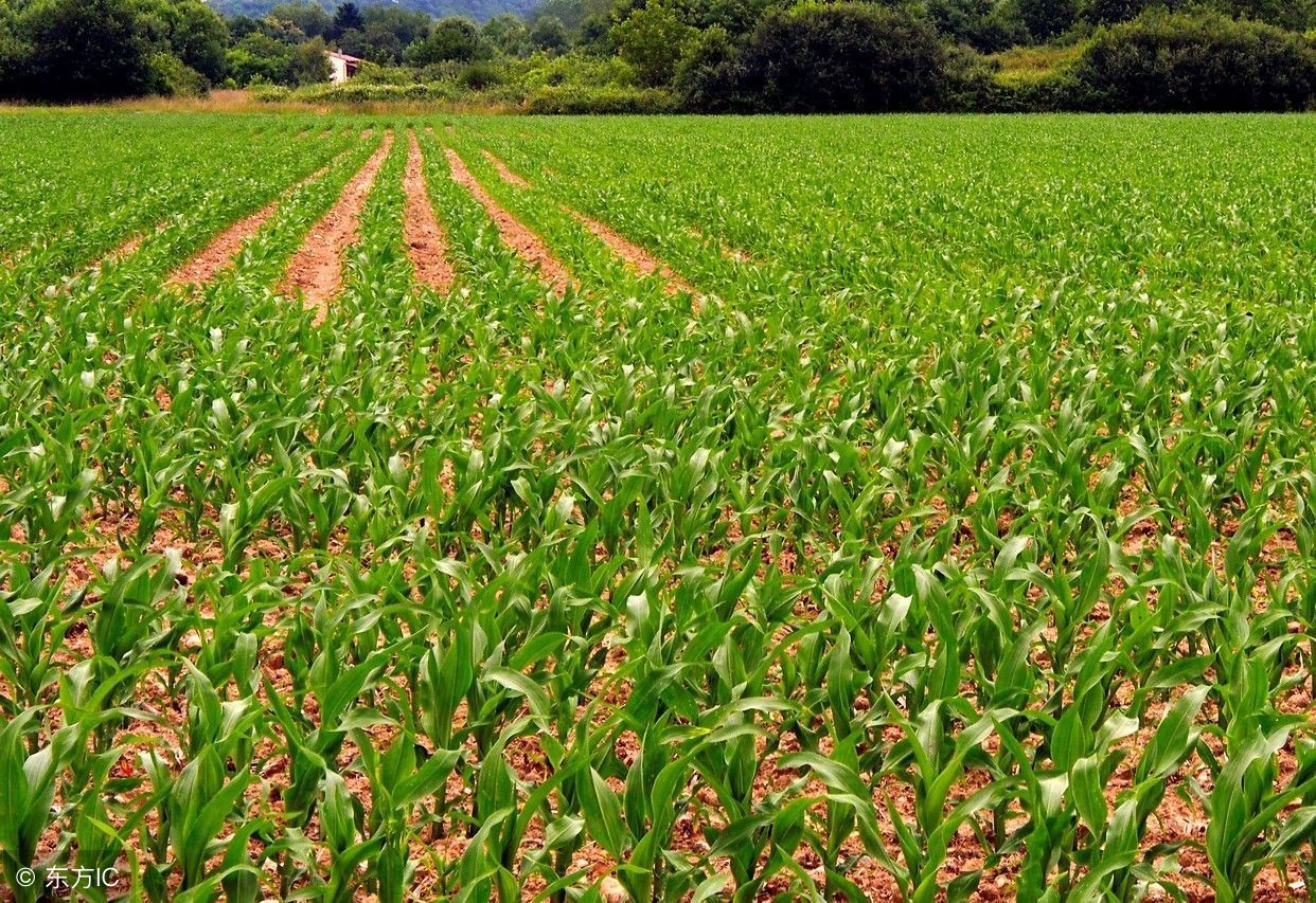 农村闲置土地种植什么赚钱,在农村种植或养殖什么比较赚钱
