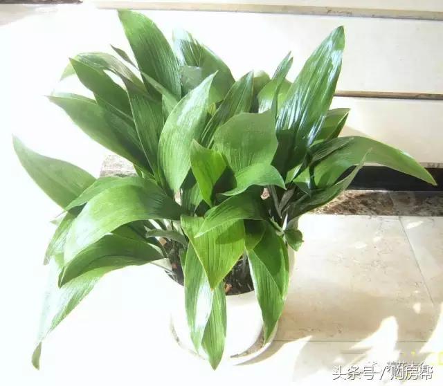 哪种绿萝吸甲醛最好,去甲醛最好的10种植物绿萝