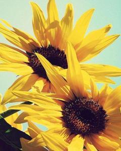 向日葵——朝阳花、转日莲、向阳花、望日莲、太阳花