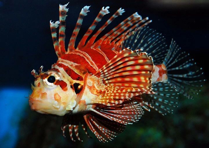 宸村帢宀涘浘鍏板娼滄按浜嬩欢,宸村帢宀涘浘鍏板娼滄按鏀荤暐