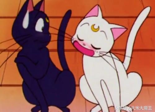 二次元猫知识科普 (二次元各种猫的介绍)